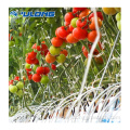 Galvanized steel frame film greenhouse for tomato